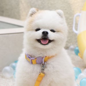 바잇미 new 마카롱 방수 목줄 (4 color) 솔직 후기 | 실제 사용자 리뷰 총정리 - 상품 이미지 3