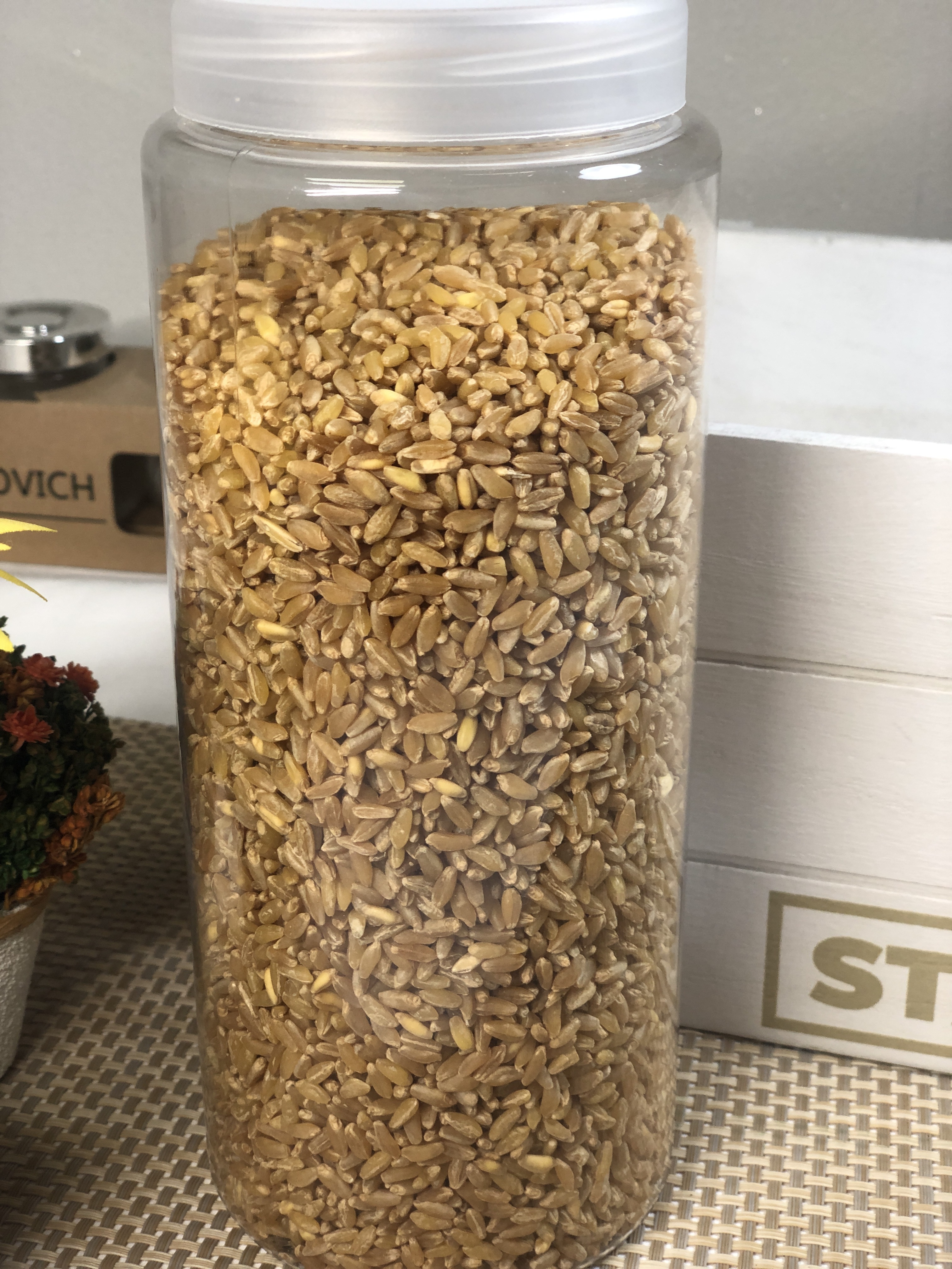 특A급 카뮤트 쌀 2Kg 호라산밀 당뇨쌀 카무드 카무스 찹쌀 잡곡 종류 다이어트 통곡물 - 상세 이미지 5