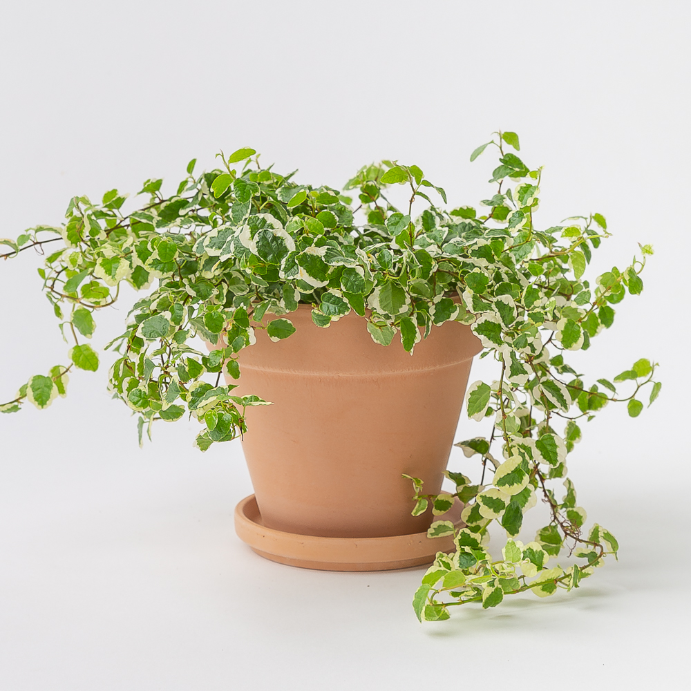 푸미라 공중 행잉식물 키우기 쉬운 공기정화식물