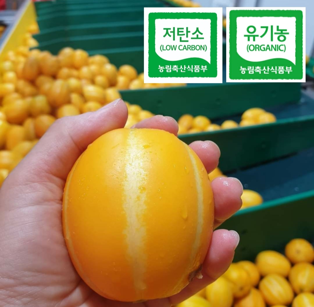 유기농참외 꼬마참외 참외구매후기 아삭달콤참외 참외선택법