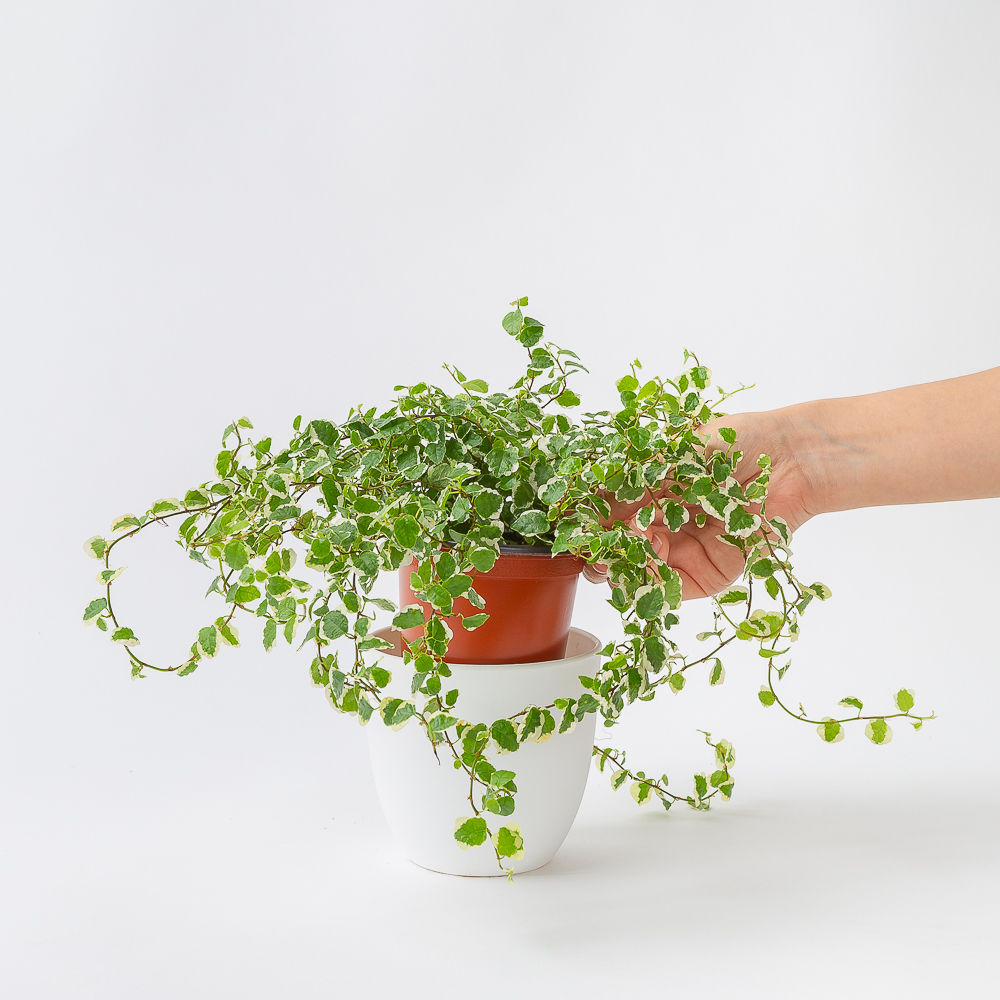 푸미라 공중 행잉식물 키우기 쉬운 공기정화식물