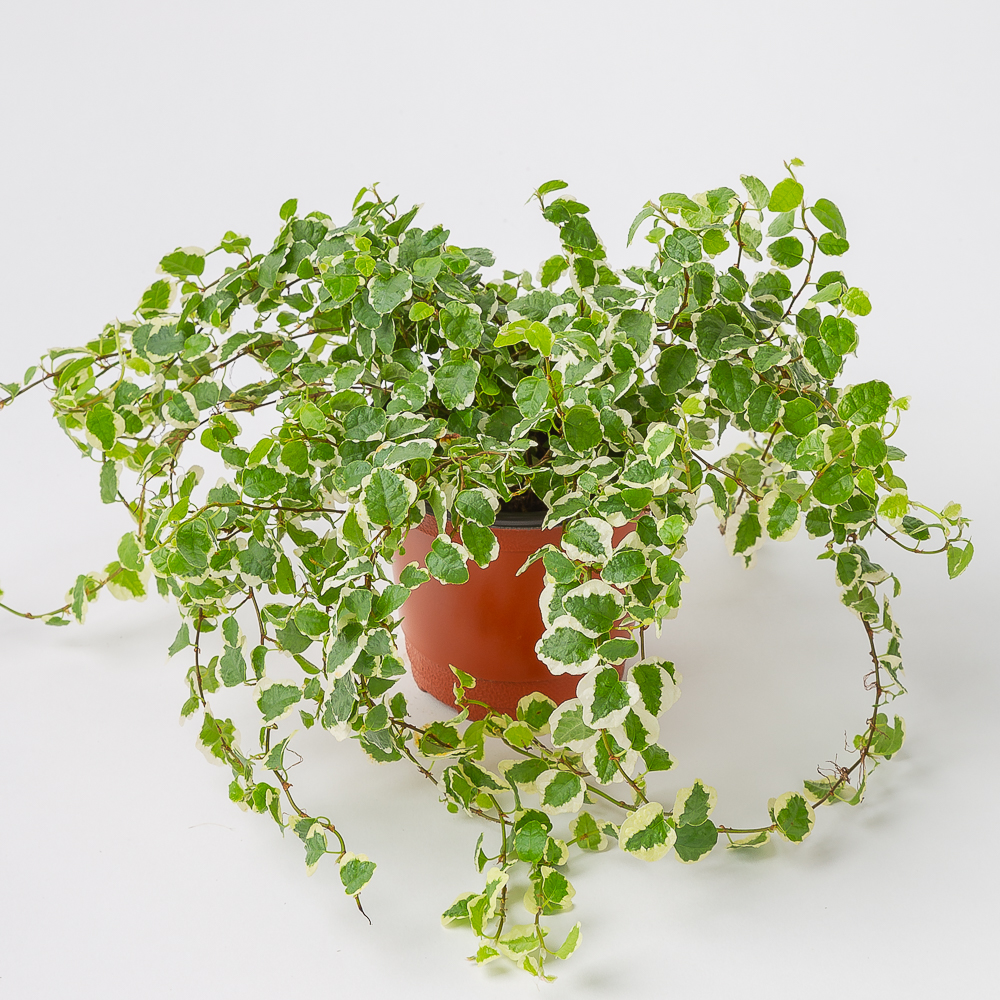 푸미라 공중 행잉식물 키우기 쉬운 공기정화식물