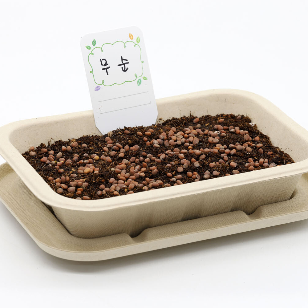 새싹재배기 집에서 무순 씨앗 채소 키우기 키트 - 상세 이미지 3