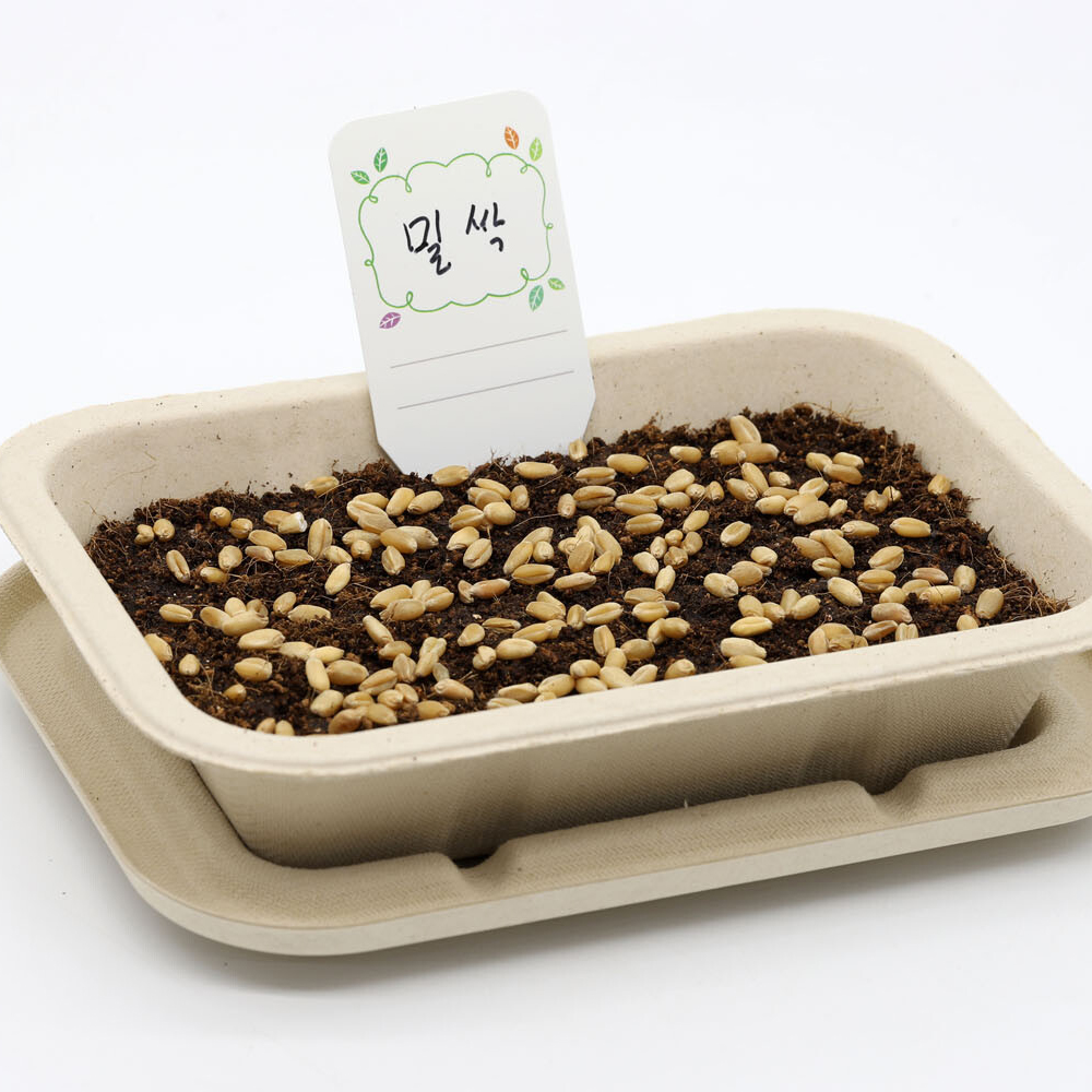 밀싹 새싹채소 씨앗 키우기 재배기 키트 - 상세 이미지 2