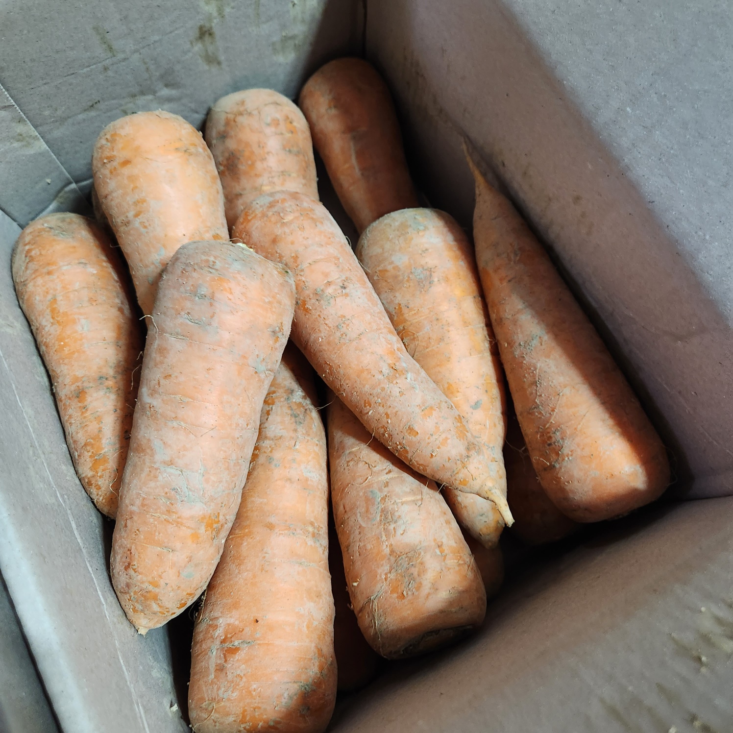 당근 흙당근 못난이 하우스 햇당근