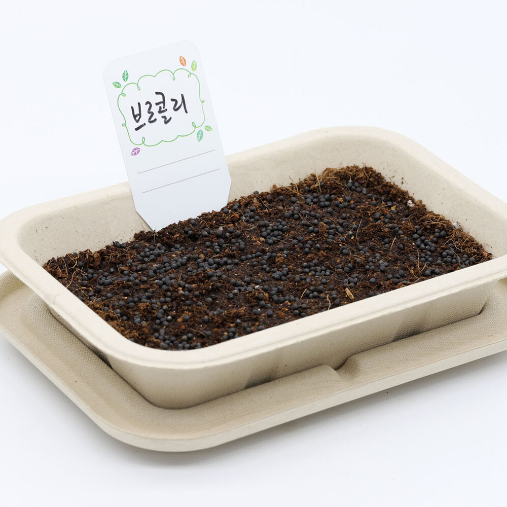 브로콜리 새싹채소 씨앗 재배 기르기 키트 이미지 8