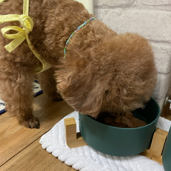 베러펫 개똑 강아지습식사료 강아지사료 70g 이미지 7