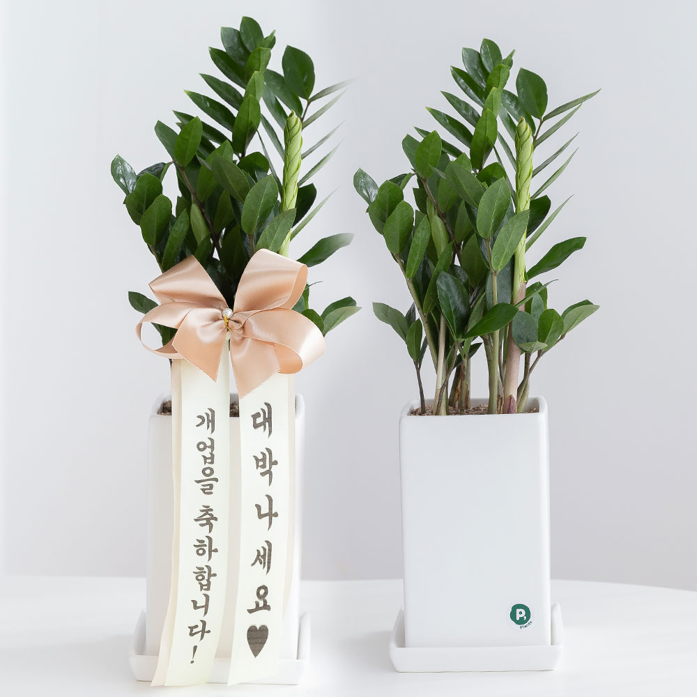 금전수 돈나무 돈들어오는 개업 축하화분배달 개업식화분 선물 집들이 거실화분 꽃 중소형