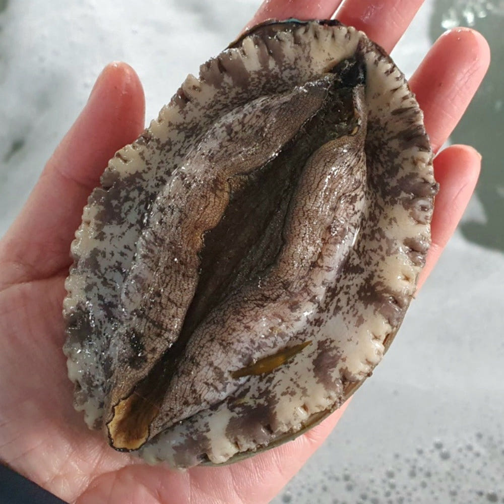 영앤피쉬 완도 활전복 1kg