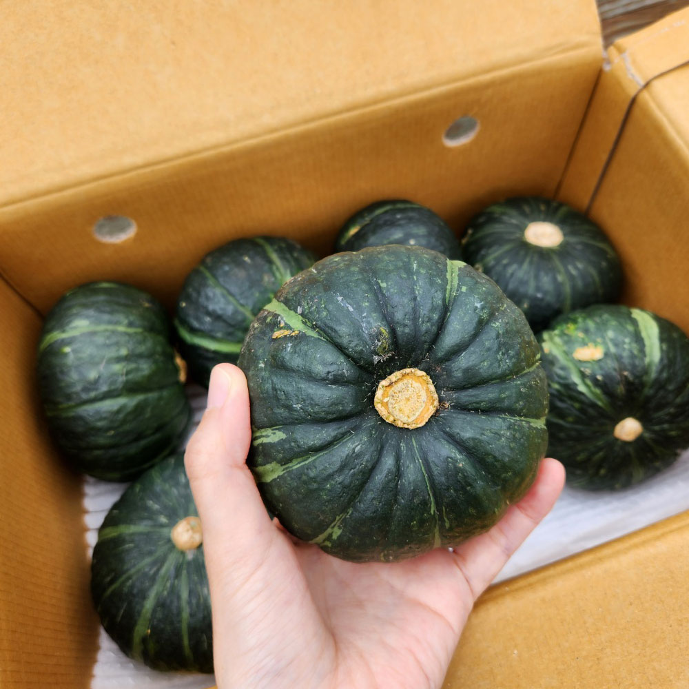 제주 밤호박 미니 단호박 보우짱 제철 2kg 3kg 5kg 이미지 6