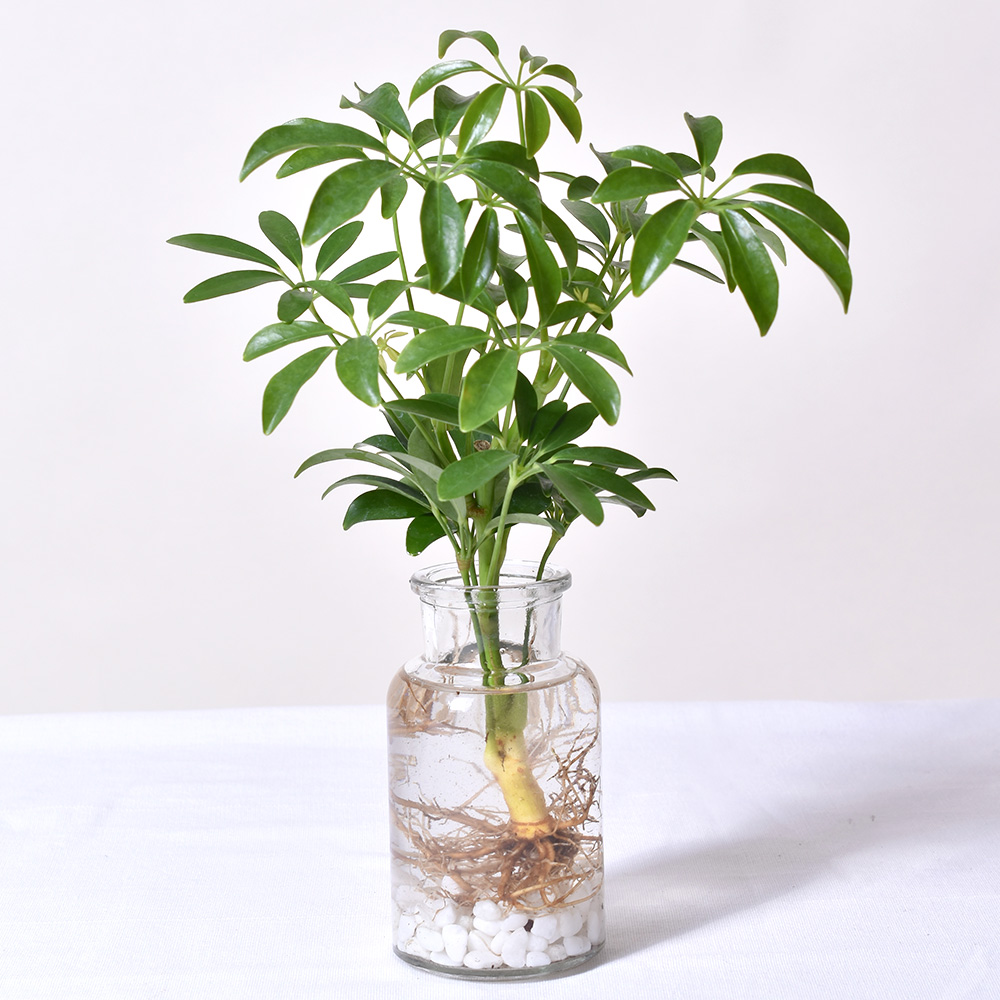 수경재배식물 테이블야자 스파트필름 모던글라스 - 상세 이미지 5