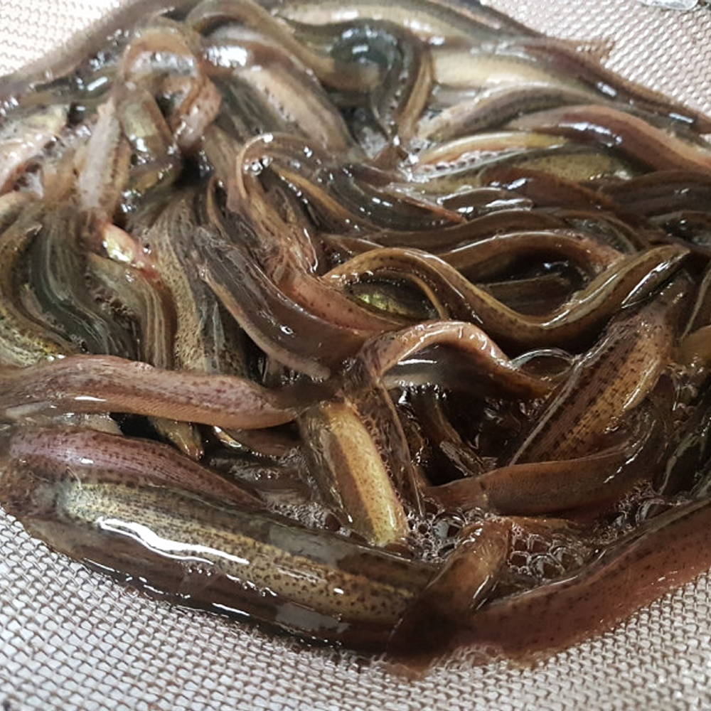 당일생산 비린맛잡은 파주 추어탕 맛집 수제 우거지 토종추어탕 650g+650g - 상세 이미지 4