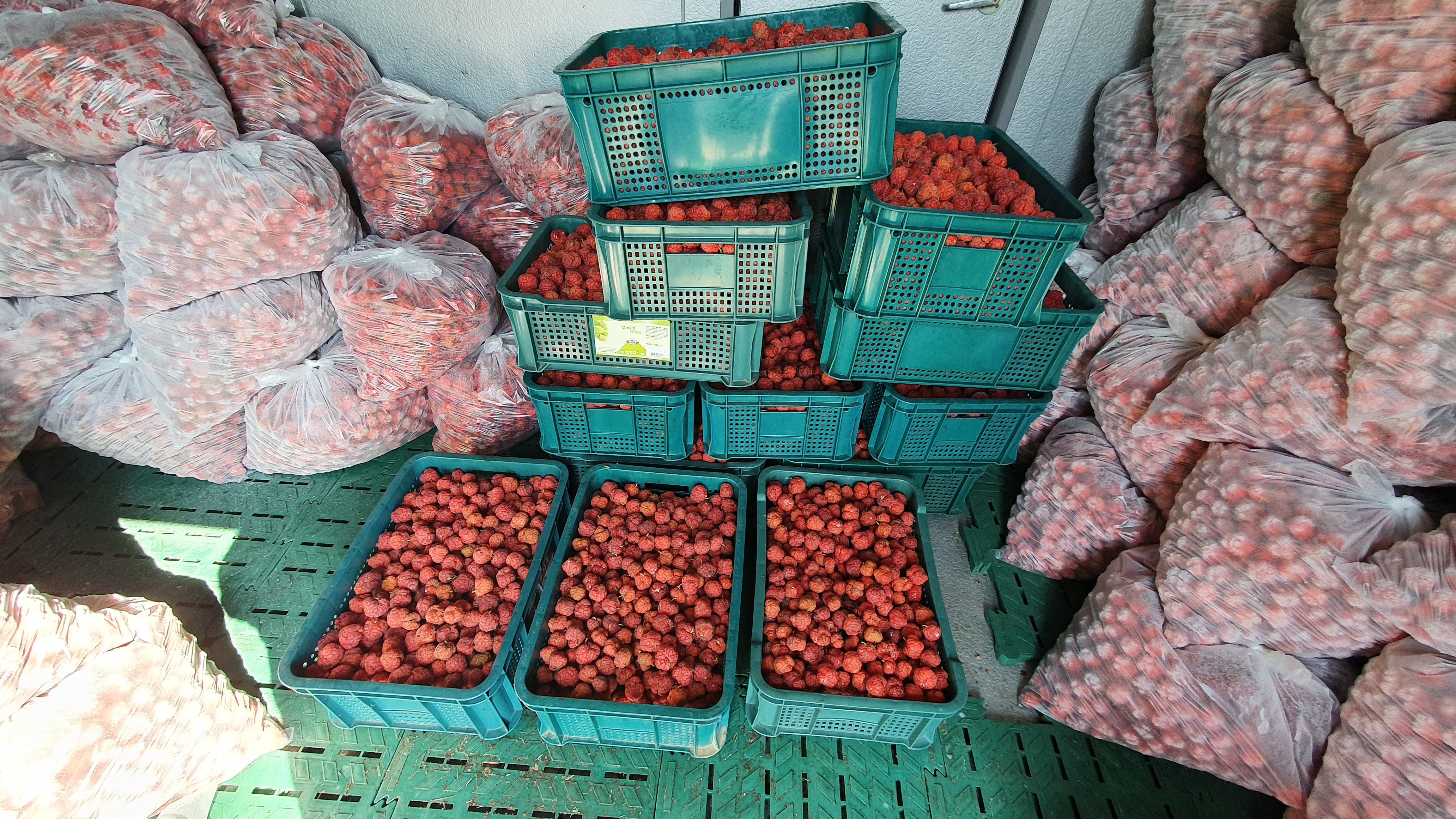 꾸지뽕열매 5kg, 1개 이미지 4