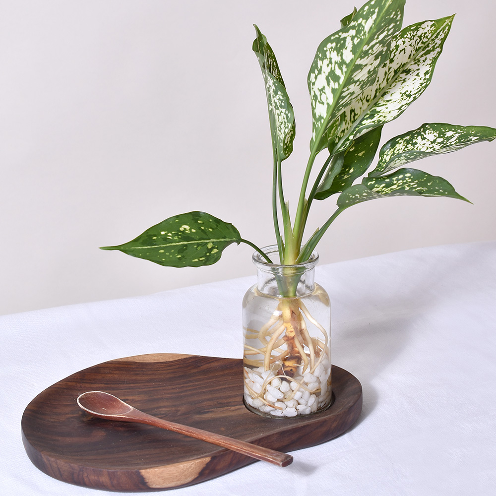 수경재배식물 테이블야자 스파트필름 모던글라스 - 상세 이미지 4