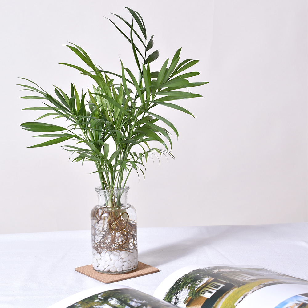 수경재배식물 테이블야자 스파트필름 모던글라스 - 상세 이미지 3