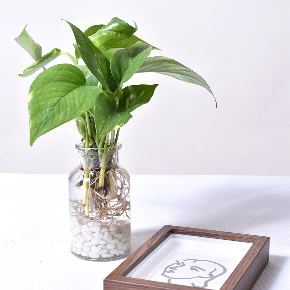 수경재배식물 테이블야자 스파트필름 모던글라스 - 상세 이미지 2