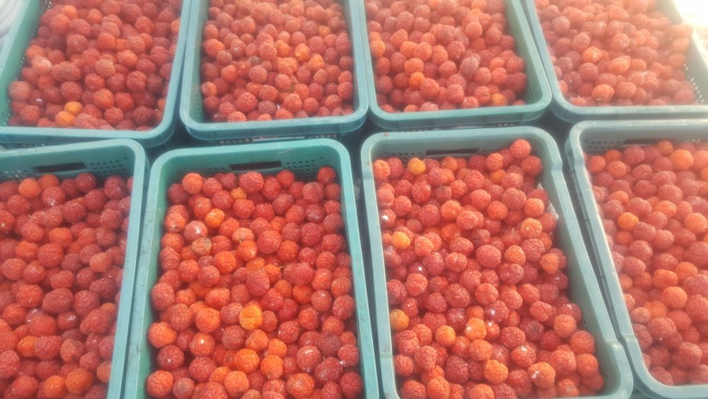 꾸지뽕열매 5kg, 1개 이미지 3