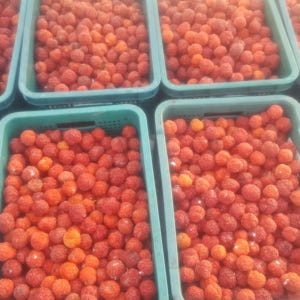 꾸지뽕열매 5kg, 1개 맛있게 먹은 솔직 후기 - 상품 이미지 3