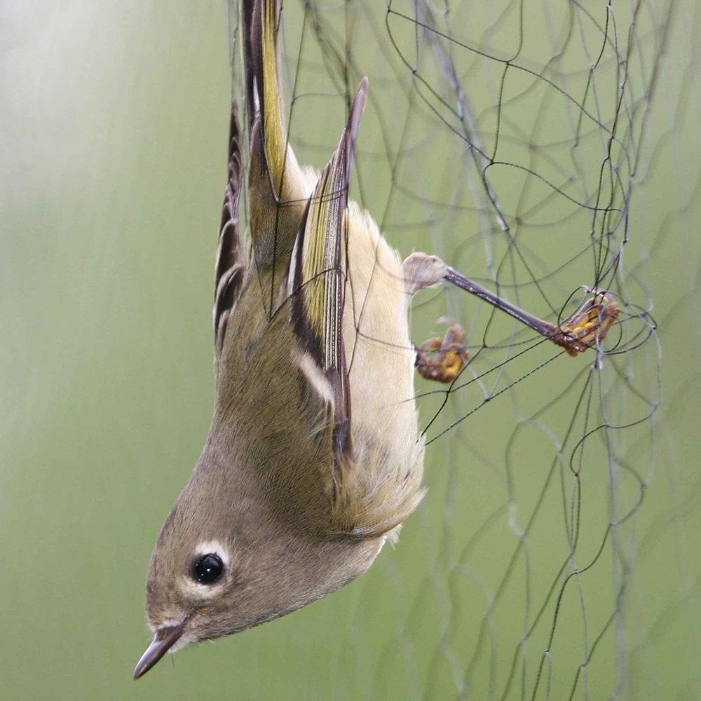 강력 방조망 10년 1.5cm 2.37m x 5m 새그물 새망 블루베리 조류방지 작물보호 - 상세 이미지 3