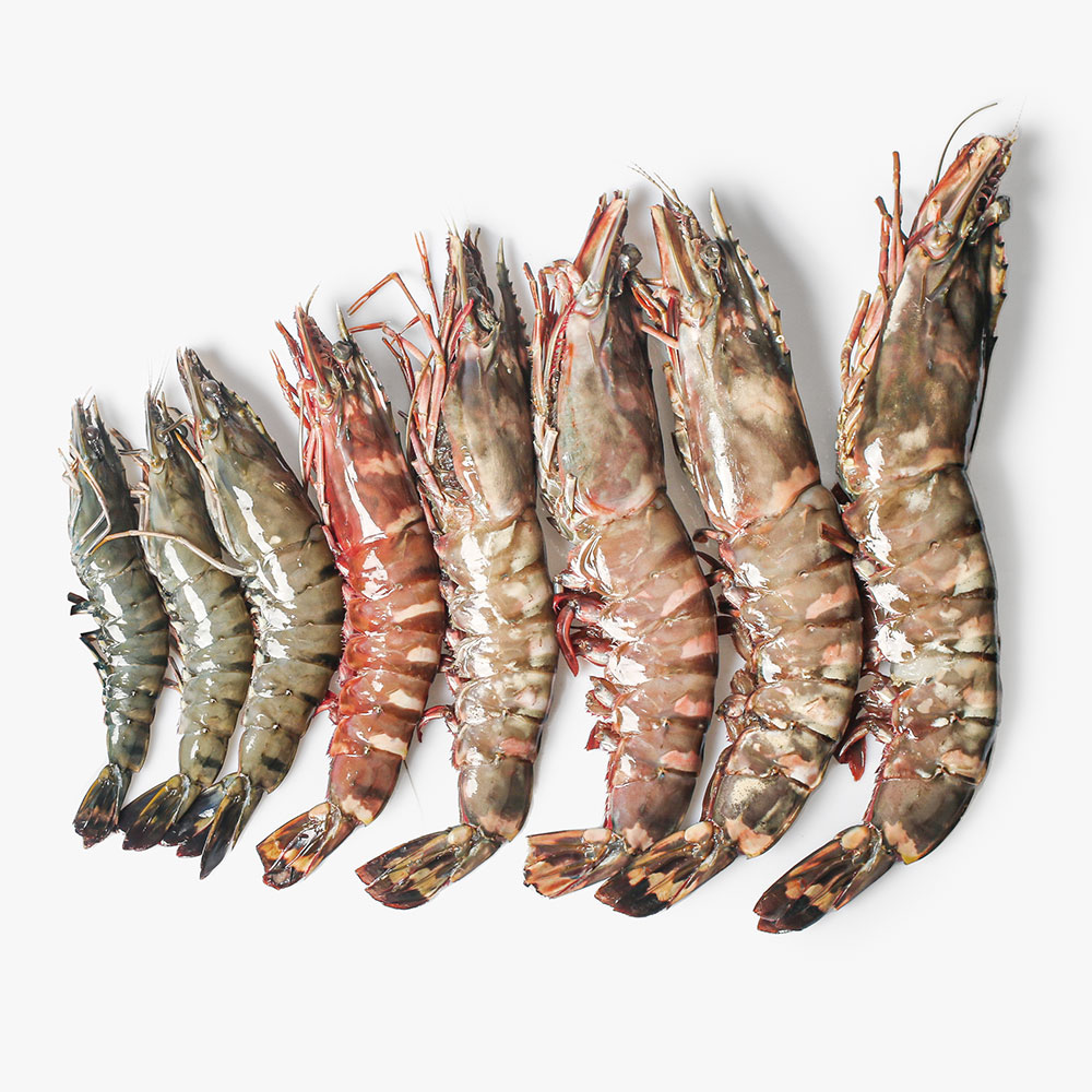 킹타이거새우 1마리 소 중소 중 왕새우 킹 블랙타이거 냉동 - 상세 이미지 2