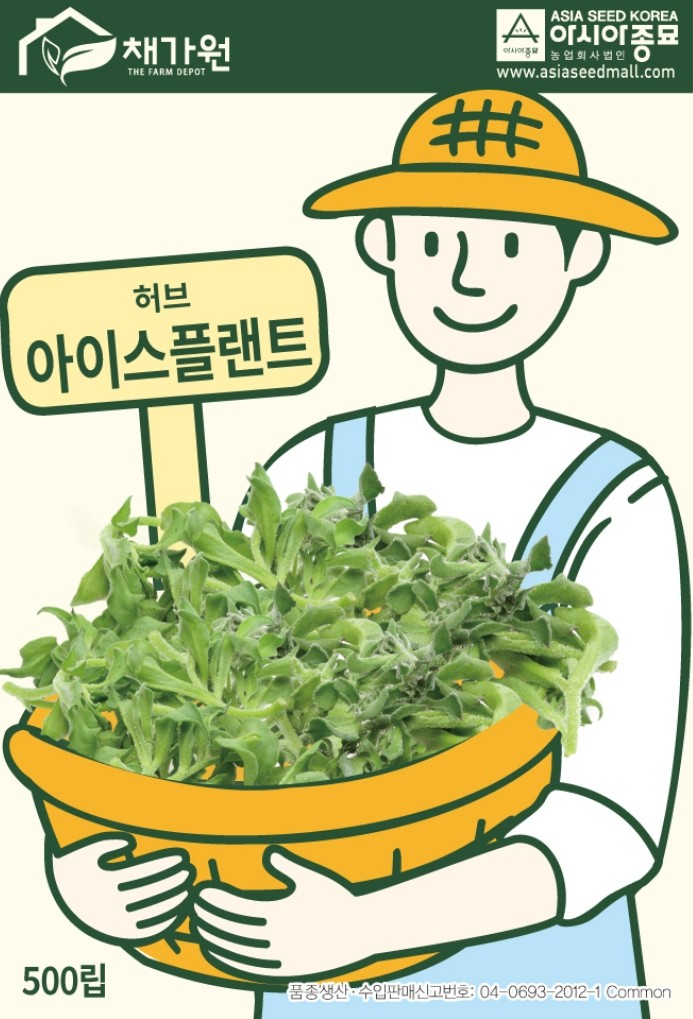 아이스플랜트 씨앗 종자 500립 얼음채소 허브 씨앗 - 상세 이미지 2