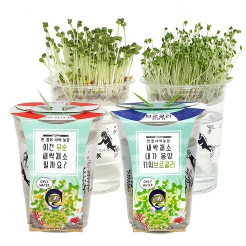 새싹채소 무순 씨앗 키우기 키트 - 상세 이미지 2