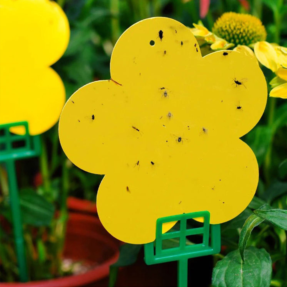 초파리 트랩 날파리 끈끈이 벌레 퇴치제 나방 벼룩 꽃 10개입