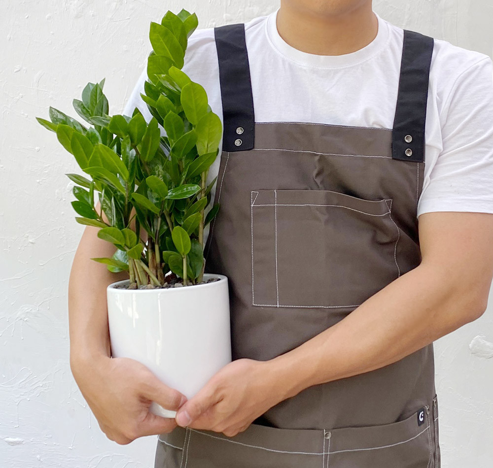관엽식물 금전수 화환 승진 취임 동양난 서양란 만천홍 영전 축하 선물 개업화분 공기정화