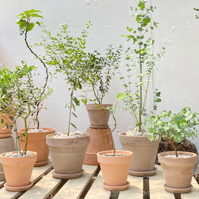 빈티지 토분 플랜테리어 식물 유칼립투스 올리브 황칠나무 실내공기정화 밍크올리브 베르그포터