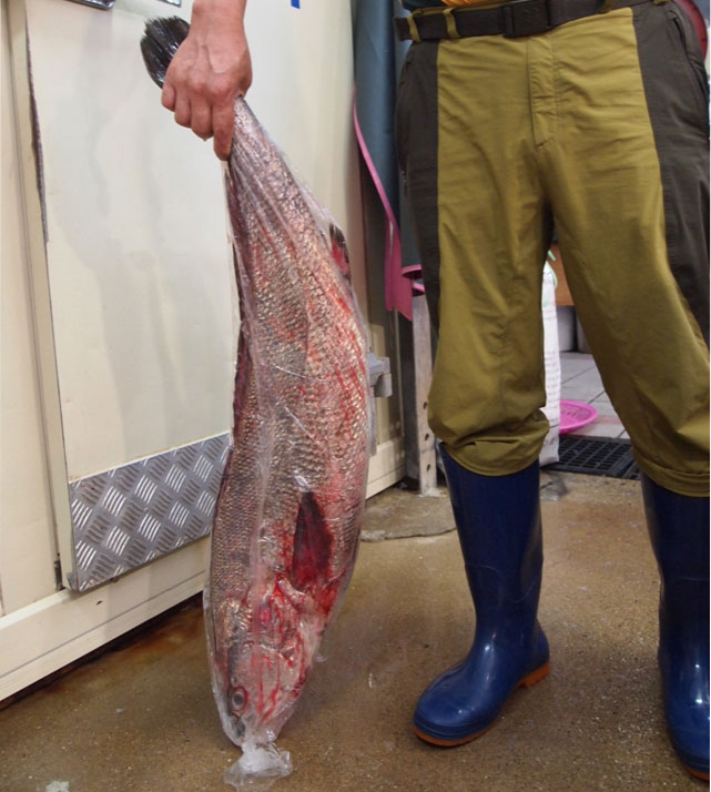 큰민어 10kg 8kg 6kg 한마리 자연산 목포 민어회 필렛 (손질포함) 민어탕 부레 - 상세 이미지 2