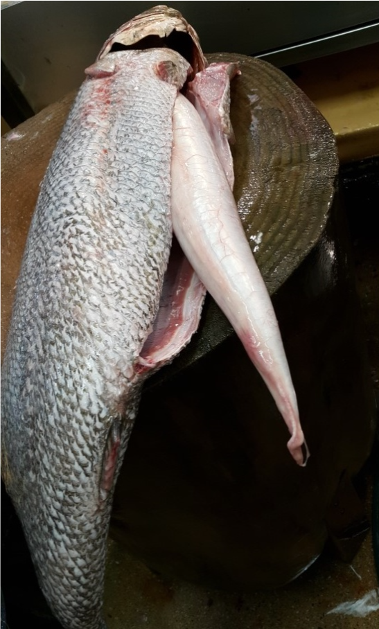 큰민어 10kg 8kg 6kg 한마리 자연산 목포 민어회 필렛 (손질포함) 민어탕 부레 - 상품 이미지