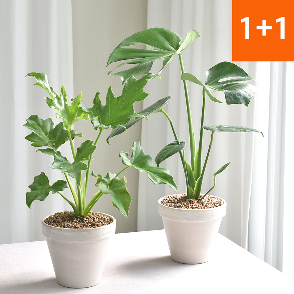 1+1 실내공기정화식물 몬스테라 호프셀렘 중형 독일토분