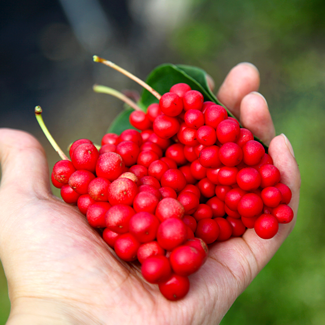 2025년 오미자 당절임 6kg 생과 문경 국산 오미자 열매 생과