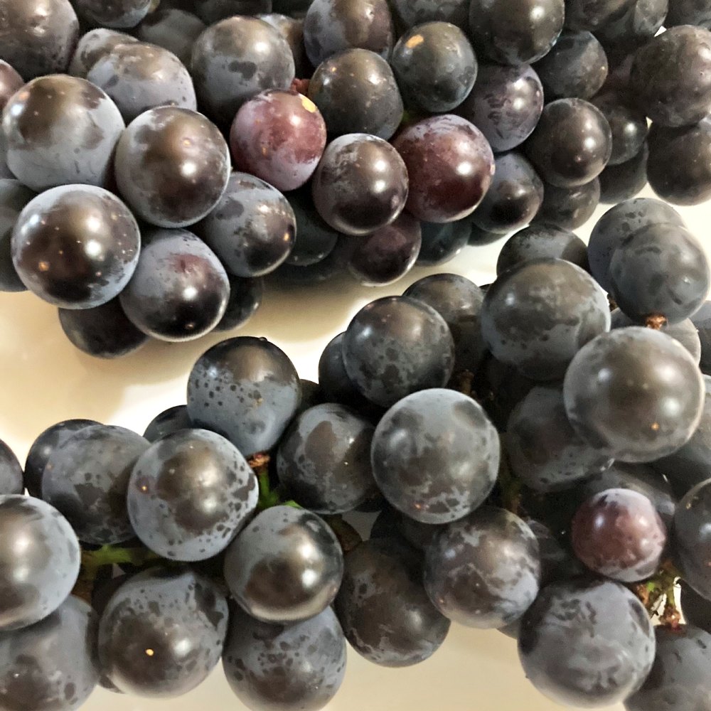 경산 옹골찬 김천 상주 모동 모서 영동 켐벨포도 캠벨포도 1kg 2kg 3kg