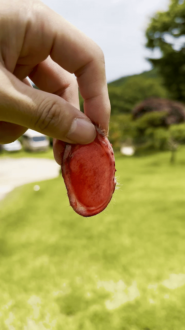 휘록 청록원 사슴농장 녹용 즙 액기스 녹용진액 1상자 30봉 보름분 (110ml) - 상세 이미지 4