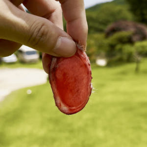 휘록 청록원 사슴농장 국산 녹용 녹용진액 생녹용 보약 건강즙 60봉 (1... 맛있게 먹은 솔직 후기 - 상품 이미지 3