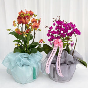 보자기 서양란 호접란 상견례 생일 예단 환갑 생신 어르신 선물 부모님 식... 솔직 후기 | 실사용자 리뷰 분석 - 상품 이미지 1