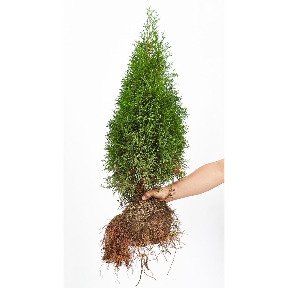 에메랄드 그린 비닐팩 80cm : 코스트컷몰