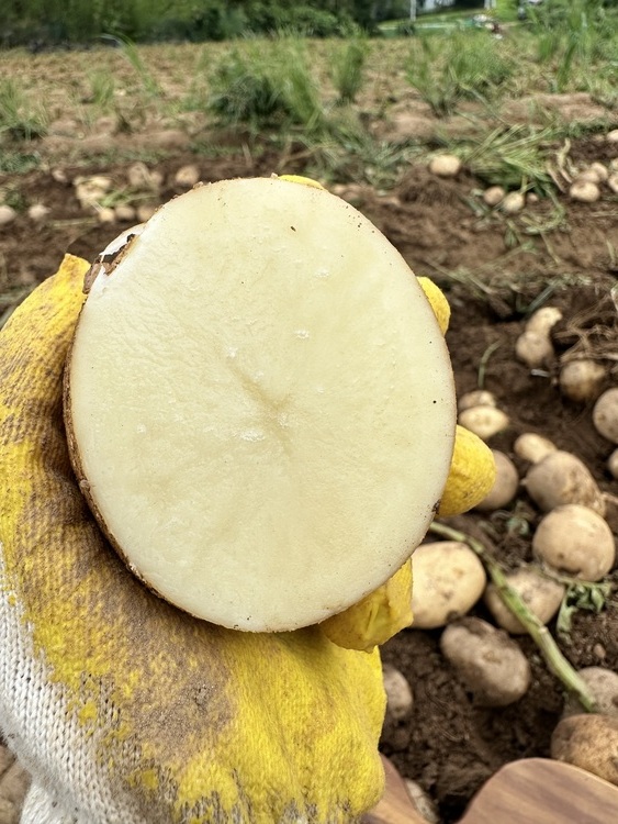 25년 감자 두백감자 수미 햇 분감자 3kg 5kg 10kg 20kg