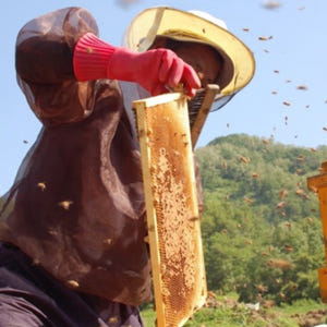 국산 벌꿀 천연 자연 꿀 아카시아 꿀 선물세트 맛있게 먹은 솔직 후기 - 상품 이미지 2