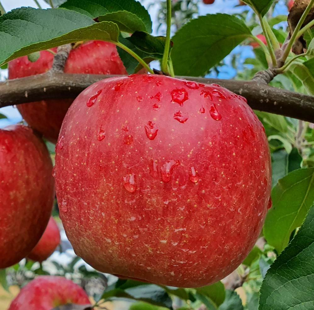 경북 문경 25년 햇 아리수 사과 5kg 10kg 추석 선물( 감홍 홍로 부사)