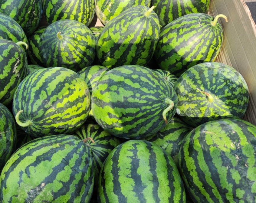 신선마켓 노지 수박 6kg, 1개 이미지 6