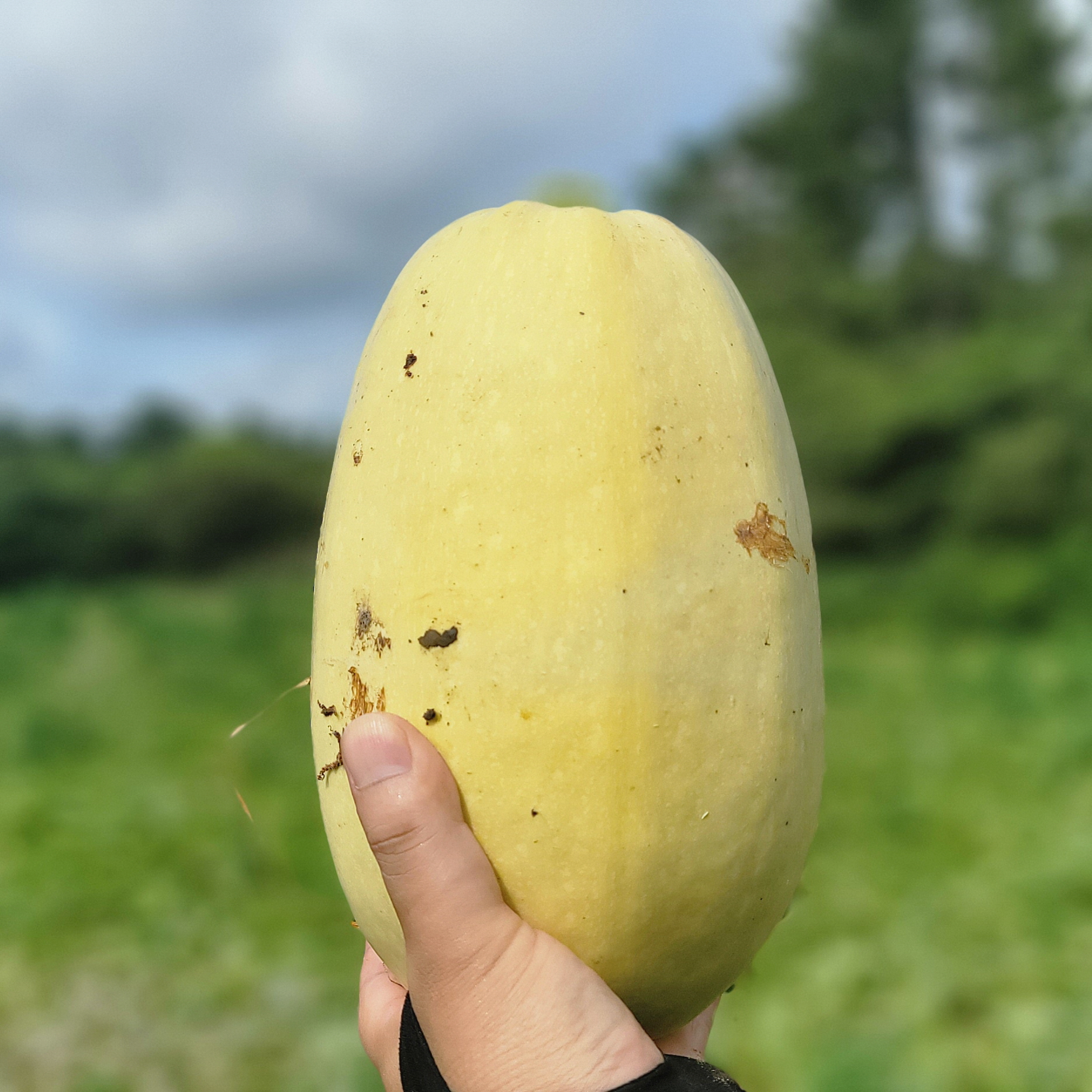 제주 국수호박 3kg : 그저제주 JUST JEJU