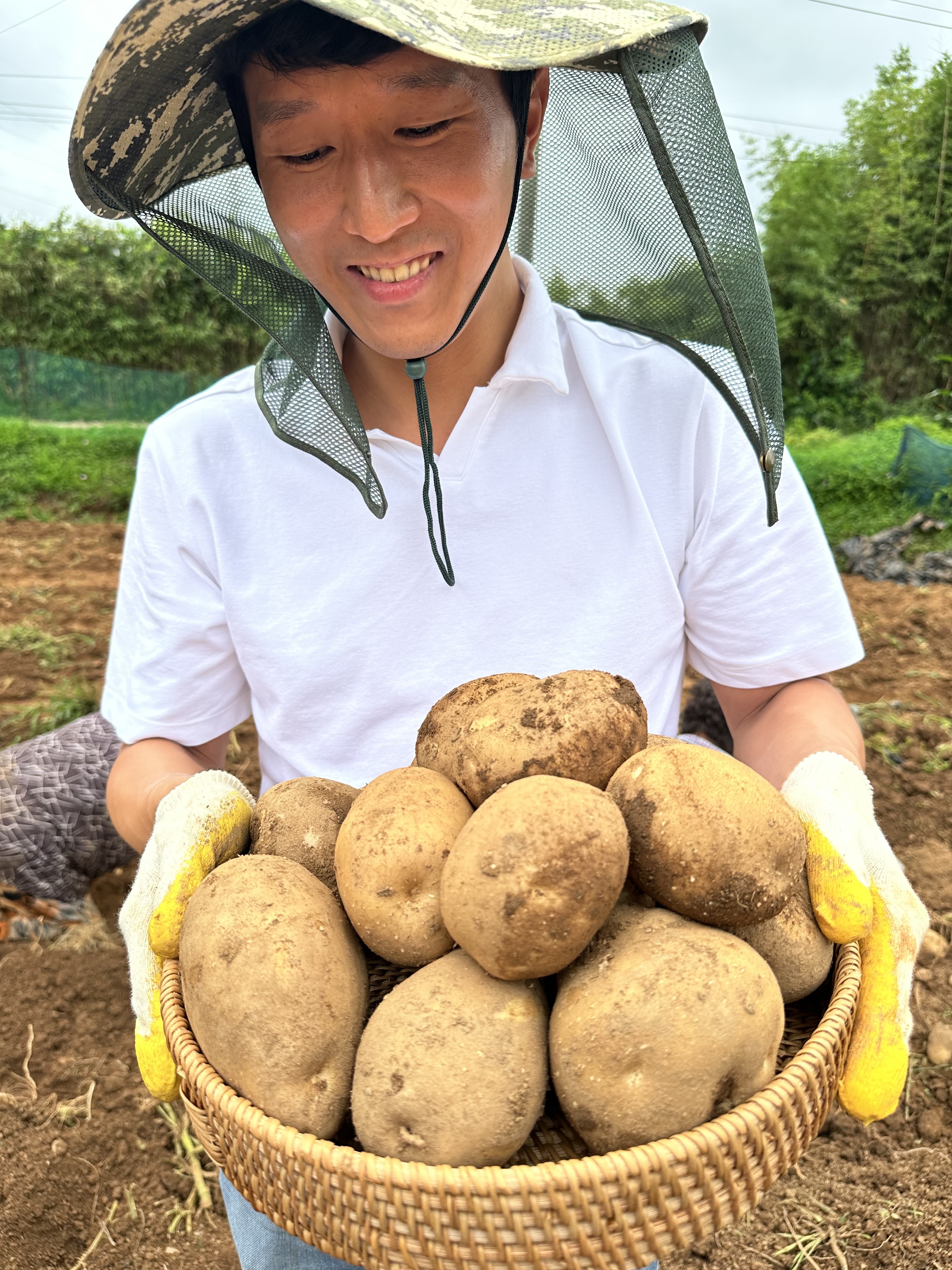 25년 감자 두백감자 수미 햇 분감자 3kg 5kg 10kg 20kg