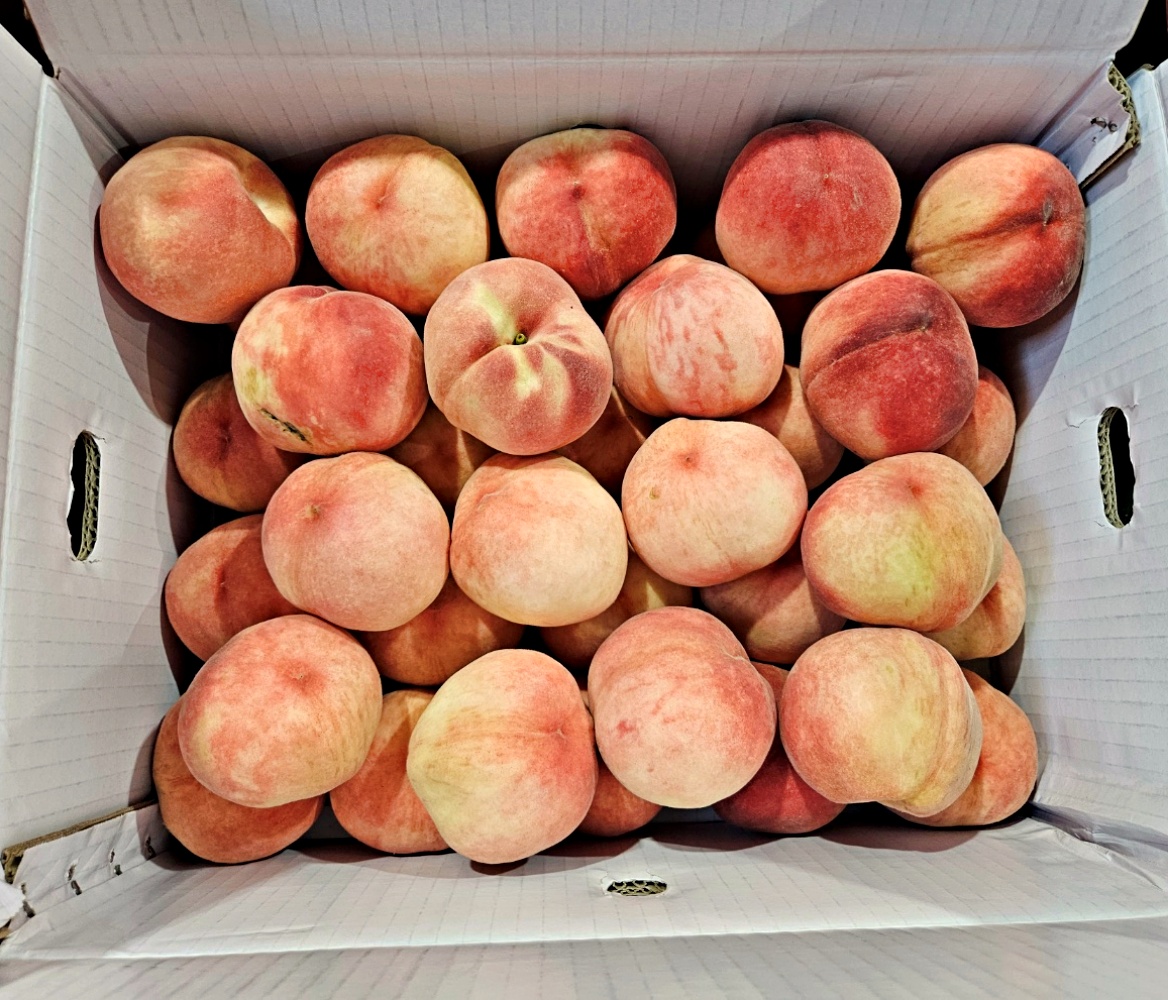 양홍장 만백천 엘바트 말랑이 황도 복숭아 2kg 4kg 대과 특대과 충북 영동 산지직송