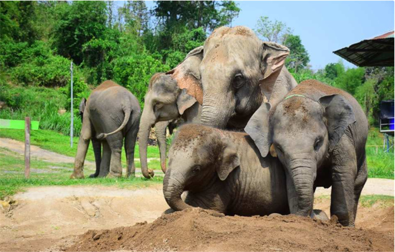 태국 치앙마이 코끼리 보호센터 반일투어 (Chiang Mai Elephant Retirement Park) - 상품 이미지