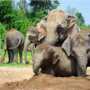 태국 치앙마이 코끼리 보호센터 반일투어 (Chiang Mai Elepha... 솔직 후기 | 실사용자 리뷰 분석 - 상품 이미지 1