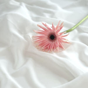 생화택배 파스타 거베라 5송이 생화꽃다발 꽃구독 솔직 후기 | 실사용자 리뷰 분석 - 상품 이미지 2
