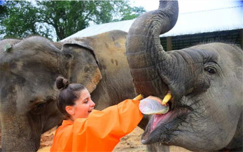 태국 치앙마이 코끼리 보호센터 반일투어 (Chiang Mai Elephant Retirement Park) - 상세 이미지 2