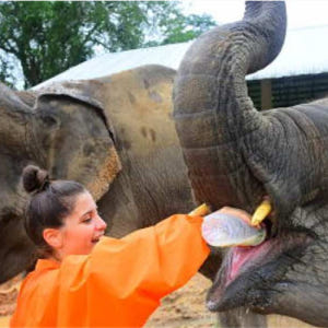태국 치앙마이 코끼리 보호센터 반일투어 (Chiang Mai Elepha... 솔직 후기 | 실사용자 리뷰 분석 - 상품 이미지 2